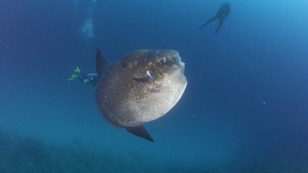Mola Mola longeant le tombant de Manta Point, Nusa Penida