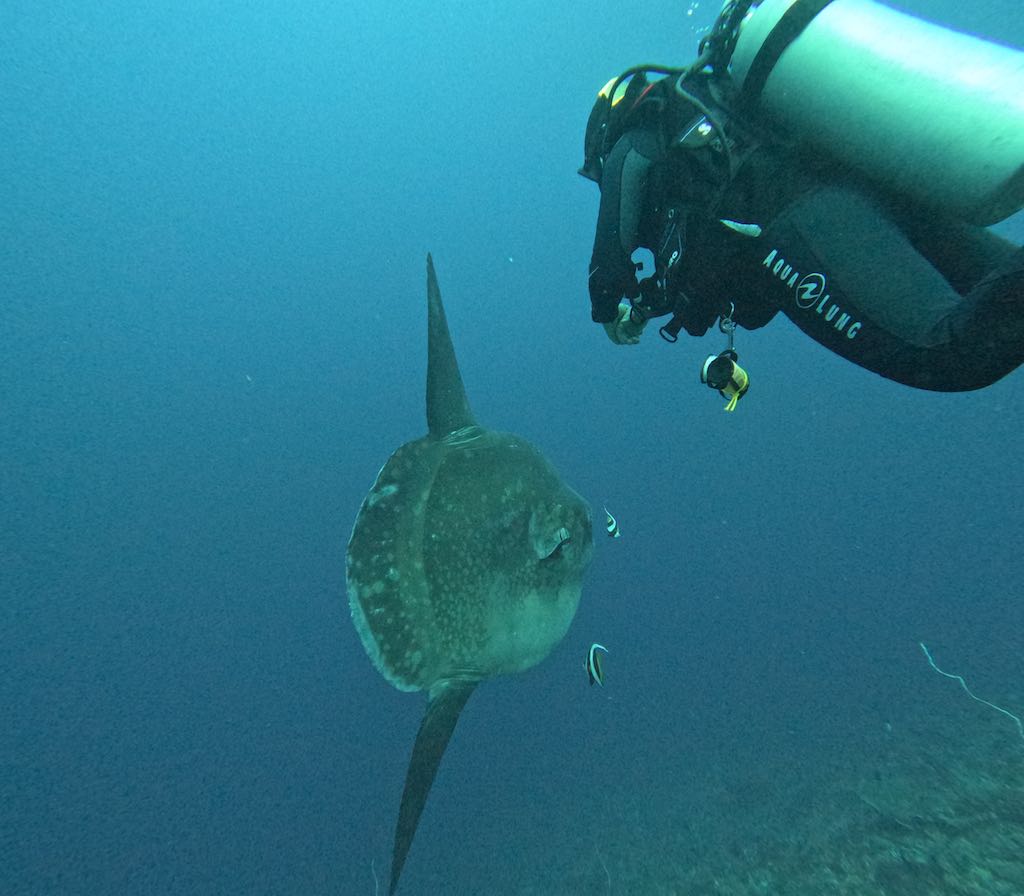 Plongeur s'approchant d'un Mola Mola géant à Crystal Bay, Nusa Penida