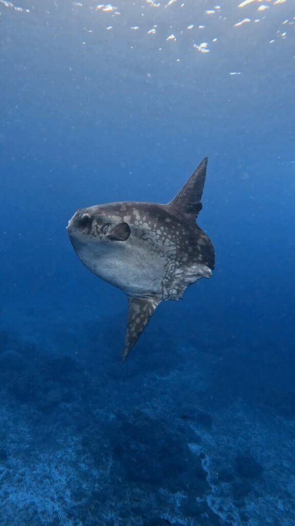 Mola Mola aperçu en eau peu profonde à Crystal Bay, Nusa Penida