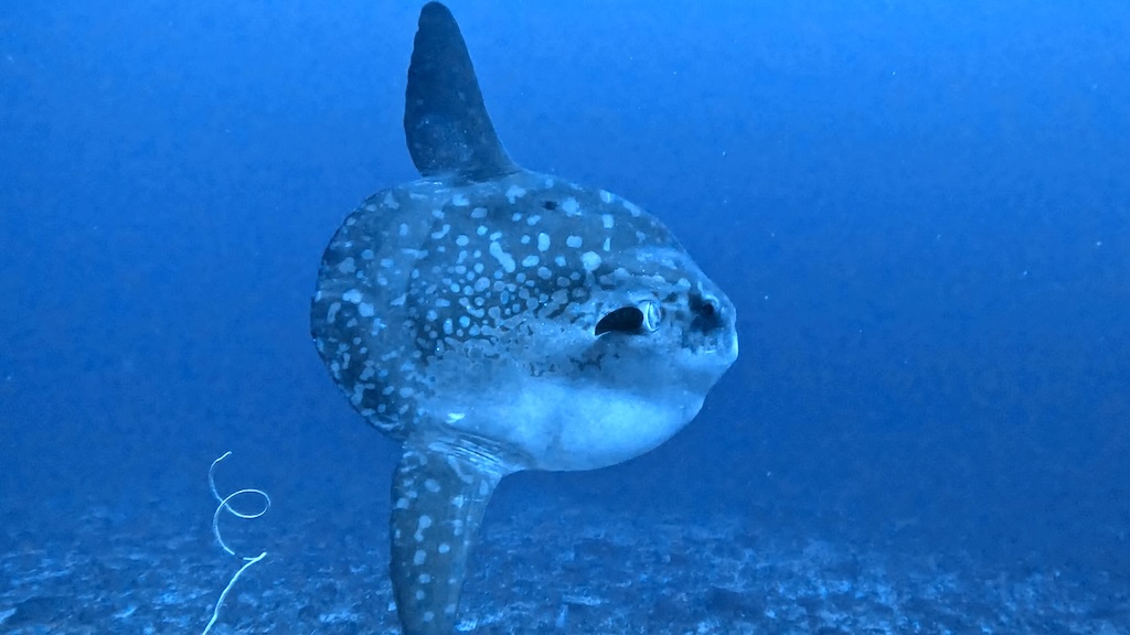Mola Mola en pleine eau au large de Nusa Penida, Bali