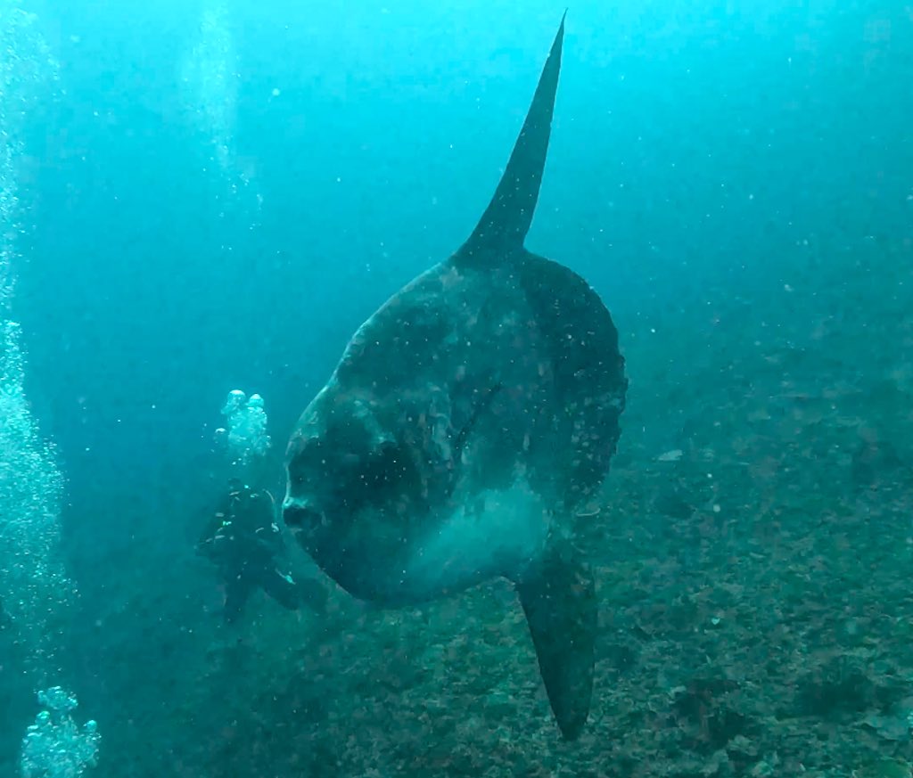Mola Mola près de la surface à Nusa Penida, Bali