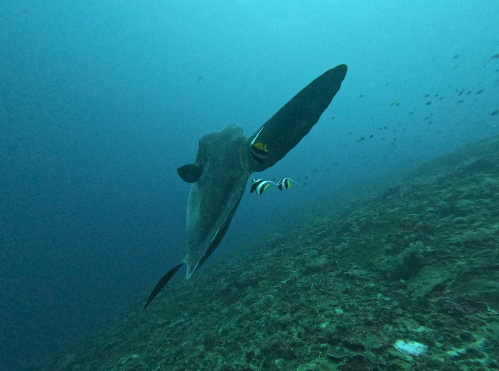 Mola Mola remontant du bleu profond au large de Nusa Penida