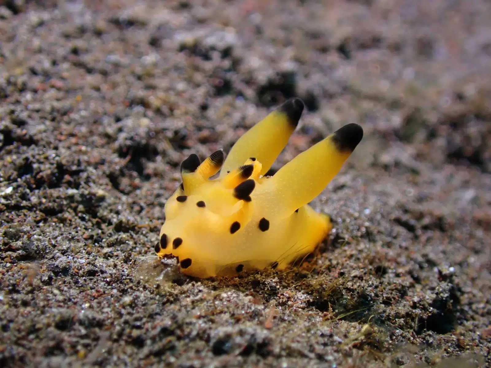 Nudibranche Pikachu jaune et noir (Thecacera) sur le sable volcanique noir de Seraya, Bali
