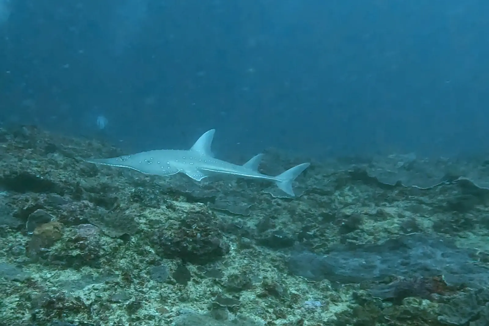 Un requin guitare nage juste au-dessus du récif à Manta Point, Nusa Penida, vu de profil avec son museau aplati et ses deux nageoires dorsales