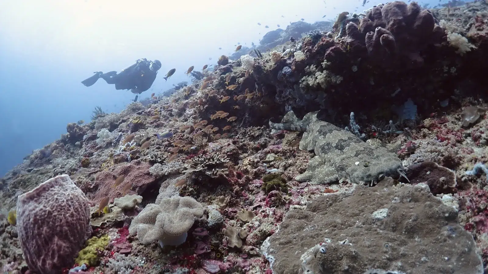 Requin wobbegong camouflé sur le récif à 25 mètres à Crystal Bay, Nusa Penida, avec un plongeur en arrière-plan